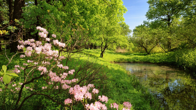 River lush forest flowers trees #2 free wallpaper for desktop - medium preview image