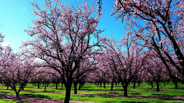 Field trees pink flowers blue free wallpaper for desktop - medium preview image