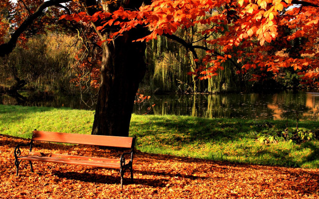 Bench tree lake autumn leaves free wallpaper for desktop - medium preview image