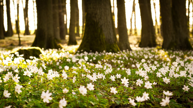 White flowers forest trees grass free wallpaper for desktop - medium preview image