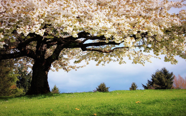 Large tree white flowers field free wallpaper for desktop - medium preview image