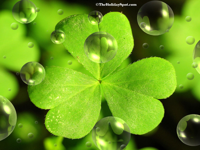 Four leaf clover water droplets free wallpaper for desktop - medium preview image