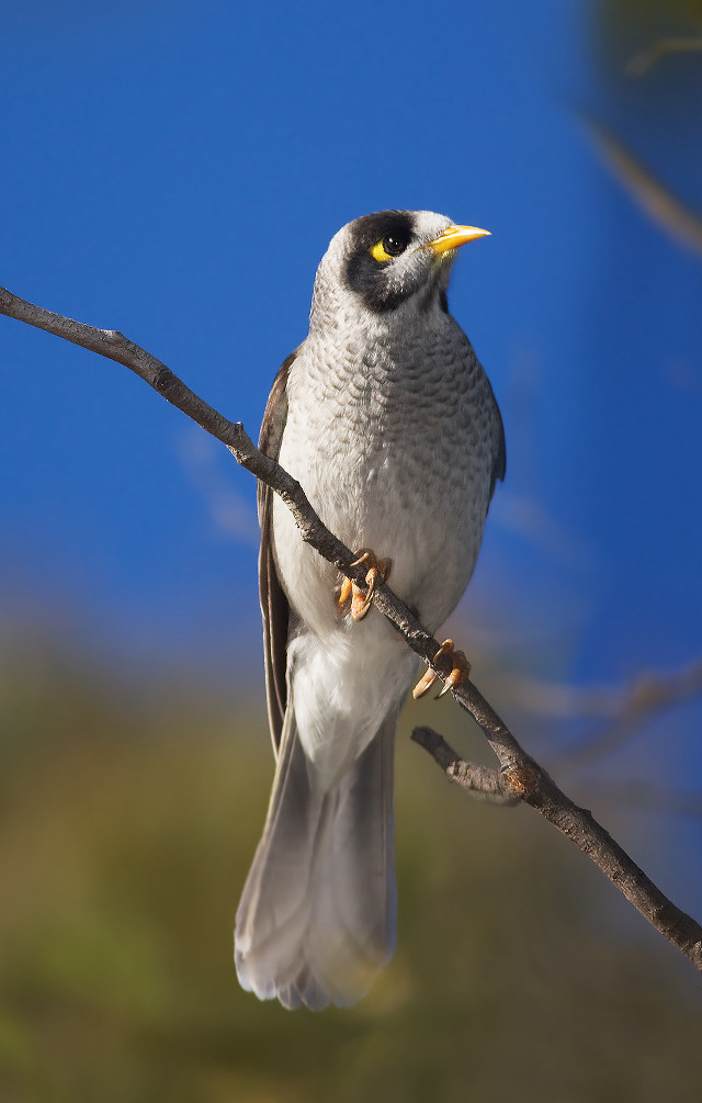 Bird perched branch blue sky free wallpaper for mobile - medium preview image