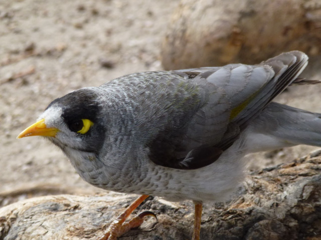 Bird yellow eyes rock dirt free wallpaper for desktop - medium preview image