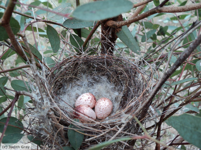 Nest three eggs tree branch free wallpaper for desktop - medium preview image