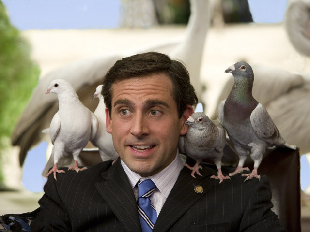 Man suit tie pigeons shoulders free wallpaper for desktop - medium preview image