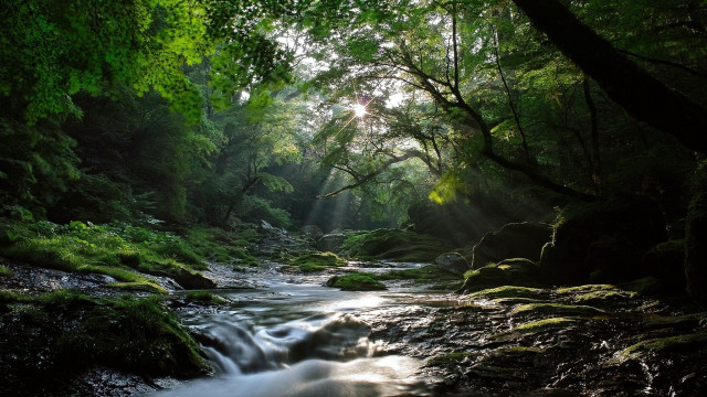 Stream lush forest trees sunlight free wallpaper for desktop - medium preview image