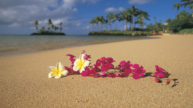 Flowers beach palm trees sky free wallpaper for desktop - medium preview image