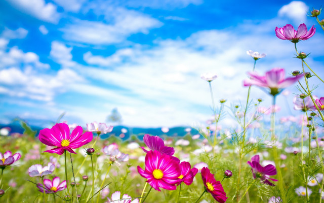 Purple flowers blue sky clouds #2 free wallpaper for desktop - medium preview image