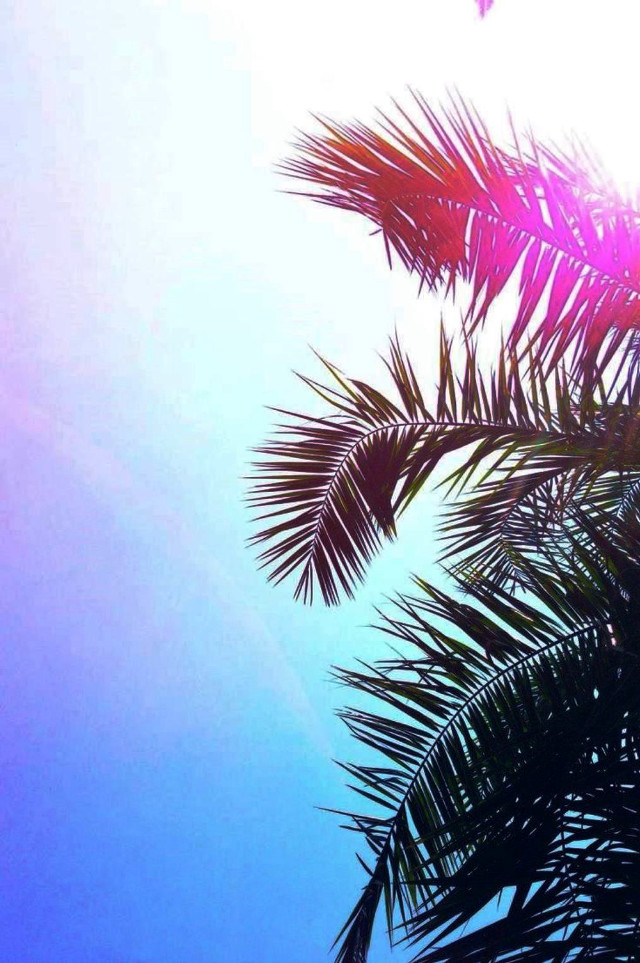Palm tree sunshine leaves blue free wallpaper for mobile - medium preview image