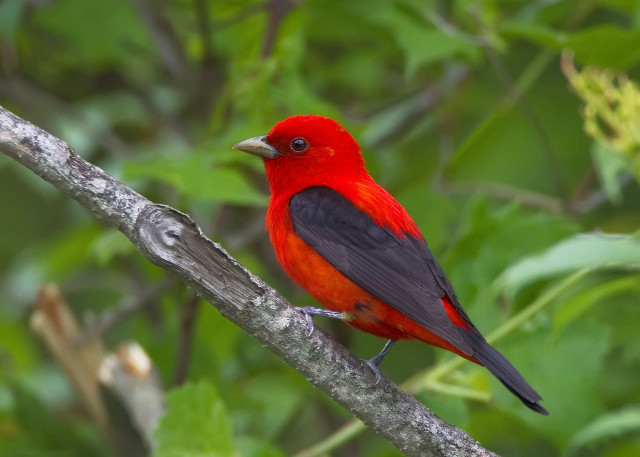 Red black bird forest branch free wallpaper for desktop - medium preview image