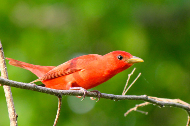 Red bird perched branch green #3 free wallpaper for desktop - medium preview image