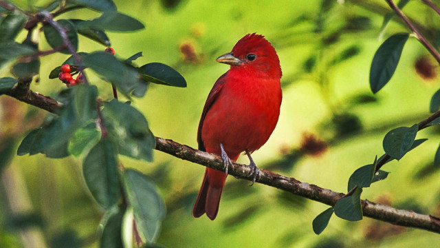 Red bird branch leaves berries free wallpaper for desktop - medium preview image