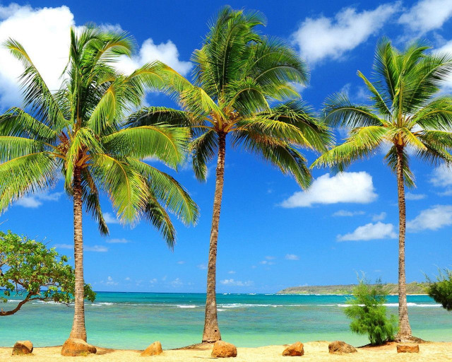 Beach palm trees blue sky #13 free wallpaper for desktop - medium preview image