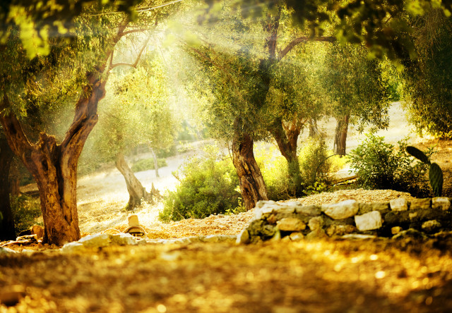 Park trees rocks path stone free wallpaper for desktop - medium preview image