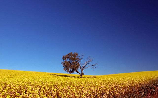 Lone tree yellow flowers blue #2 free wallpaper for desktop - medium preview image