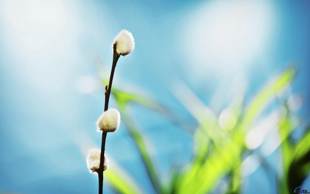 Plant white flowers blue sky #2 free wallpaper for desktop - medium preview image