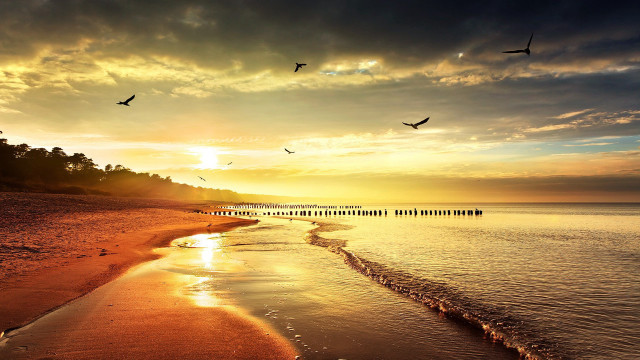 Beach birds sunset pier distance free wallpaper for desktop - medium preview image
