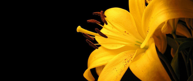 Yellow flower closeup black background #2 free wallpaper for desktop - medium preview image