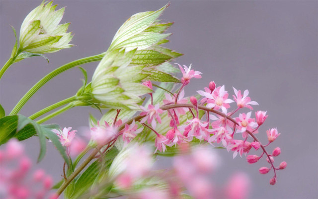 Pink flower green leaves background free wallpaper for desktop - medium preview image