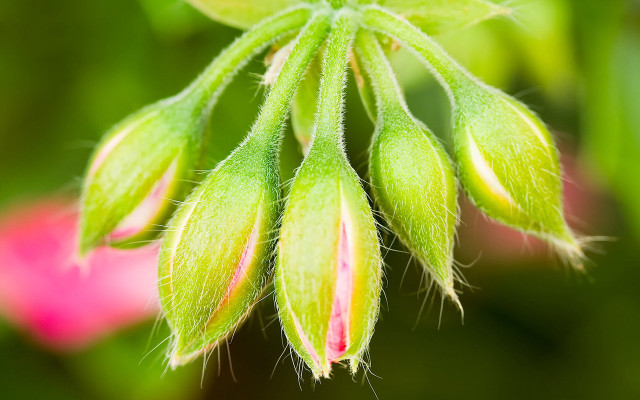 Flower bud macro naturalism blurry free wallpaper for desktop - medium preview image