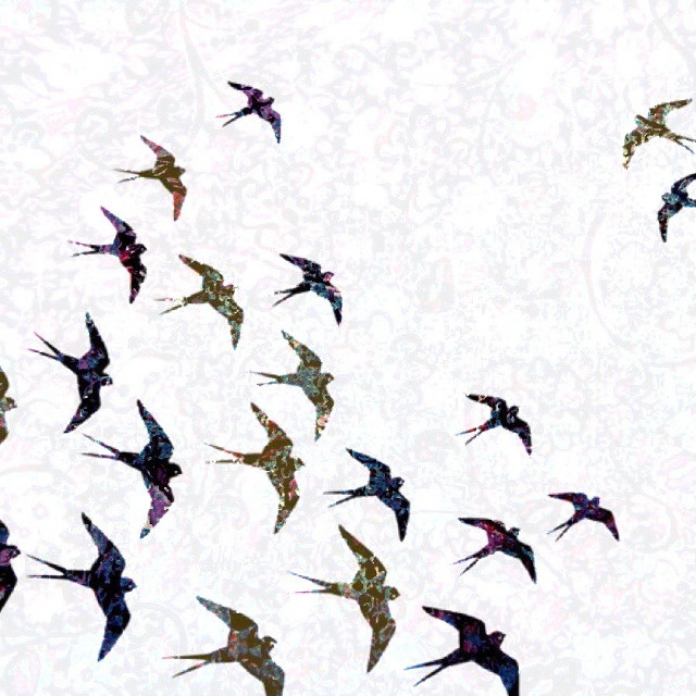 Flock of birds flying sky free wallpaper for tablet - medium preview image
