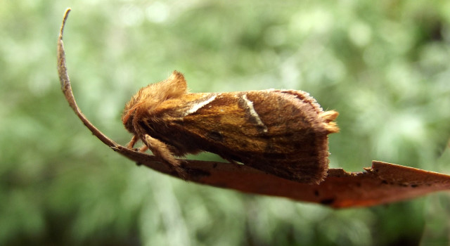 Brown white moth leaf forest free wallpaper for desktop - medium preview image