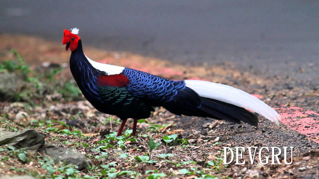 Flemish baroque bird red head free wallpaper for desktop - medium preview image