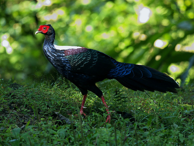 Red head black bird grass free wallpaper for desktop - medium preview image