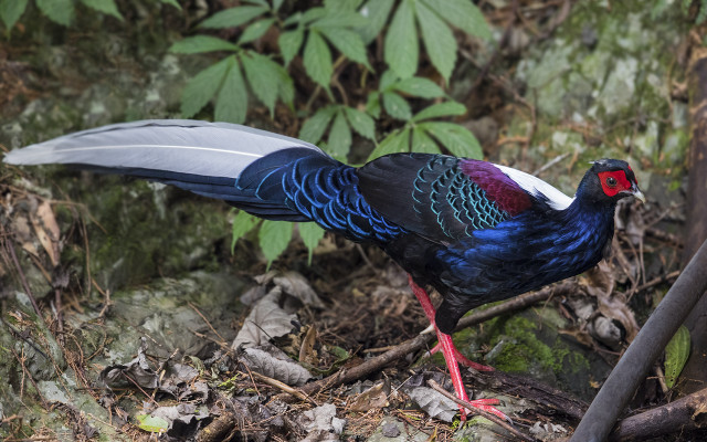 Colorful bird long tail woods free wallpaper for desktop - medium preview image