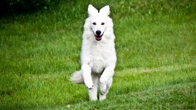 White dog running grassy field free wallpaper for desktop - medium preview image