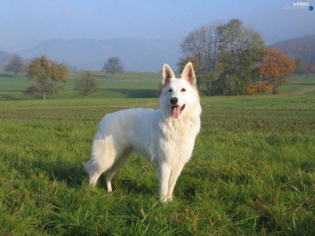 White dog field mountains grass free wallpaper for desktop - medium preview image