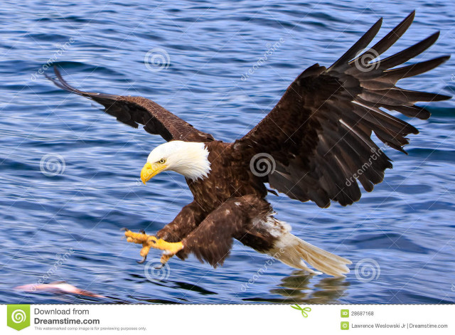 Bald eagle flying water wings #2 free wallpaper for desktop - medium preview image