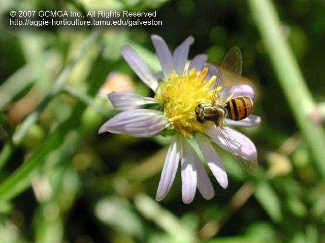 Bee flower yellow center black free wallpaper for desktop - medium preview image