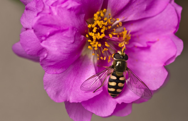 Bee pink flower yellow center free wallpaper for desktop - medium preview image