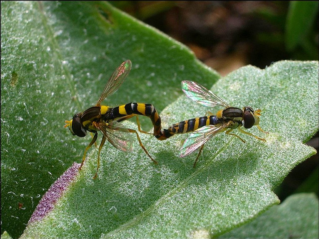 Yellow black bugs leaf green free wallpaper for desktop - medium preview image