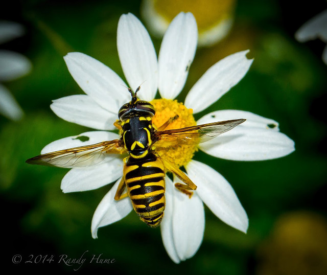 Bee flower black yellow stripe free wallpaper for desktop - medium preview image