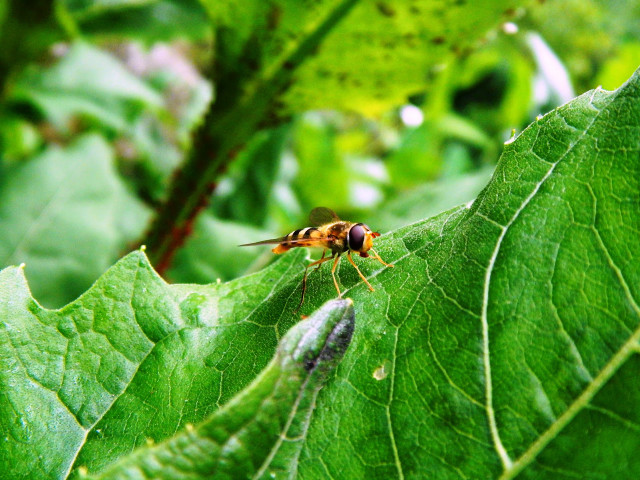 Fly green leaf forest bug free wallpaper for desktop - medium preview image