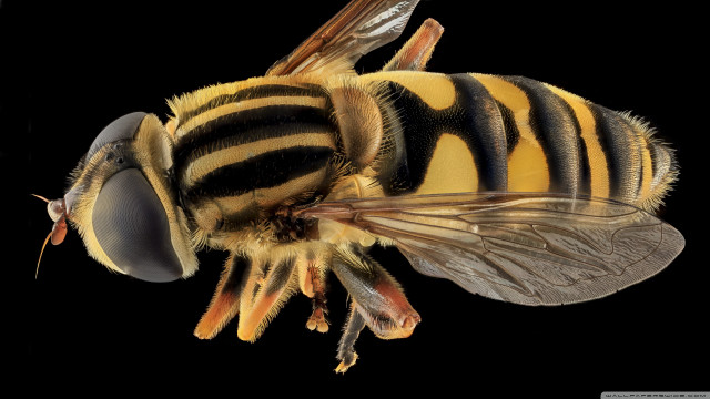Bee striped black wings macro free wallpaper for desktop - medium preview image