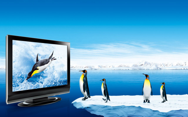 Penguins tv screen watching penguin free wallpaper for desktop - medium preview image