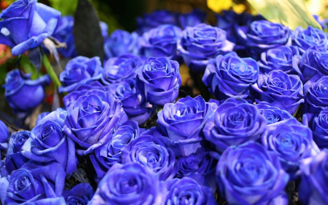 Purple roses blue flower macro free wallpaper for desktop - medium preview image