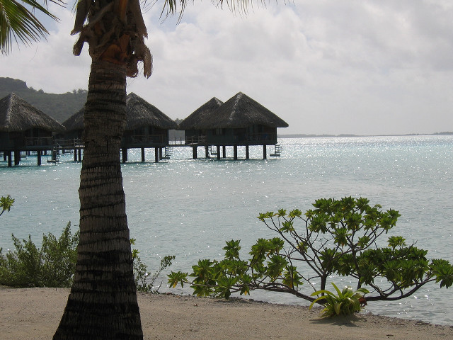 Beach palm tree pier water free wallpaper for desktop - medium preview image