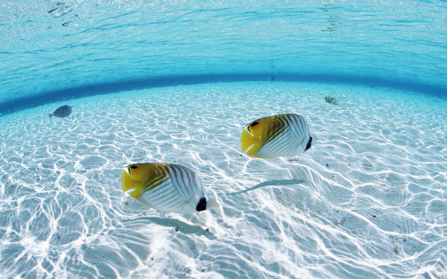 Two fish swimming shallow pool #2 free wallpaper for desktop - medium preview image