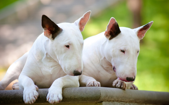 Two white dogs sitting on free wallpaper for desktop - medium preview image