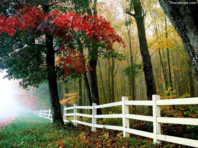 White fence forest trees leaves free wallpaper for desktop - medium preview image