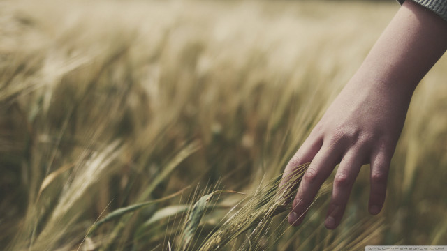 Hand reaching grain field wheat #2 free wallpaper for desktop - medium preview image