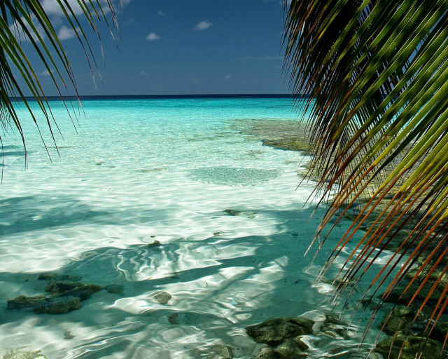 Beach palm tree clear water #2 free wallpaper for desktop - medium preview image