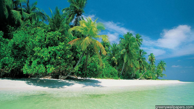 Tropical island palm trees sandy free wallpaper for desktop - medium preview image