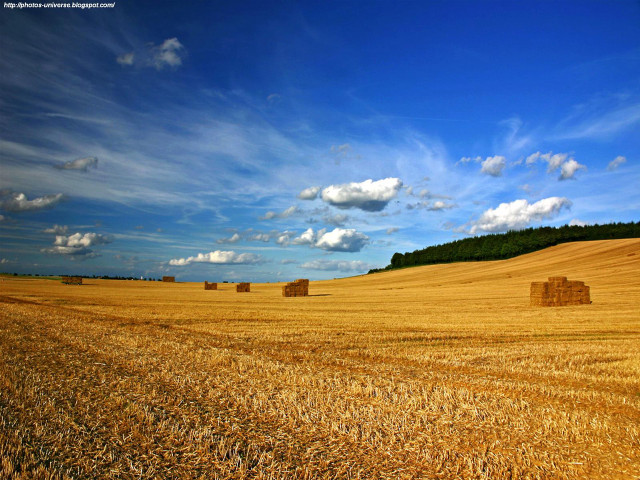 Hay field bales blue sky free wallpaper for desktop - medium preview image