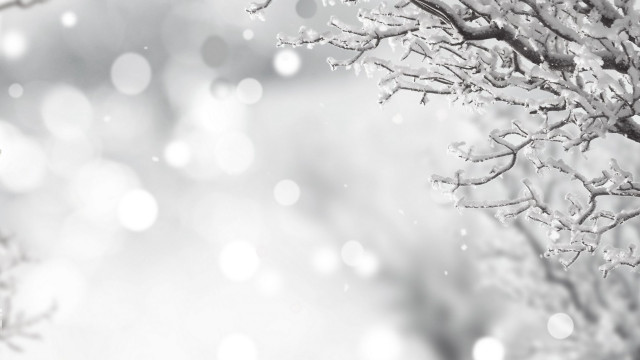 Snowy moonlit branch bokeh winter free wallpaper for desktop - medium preview image